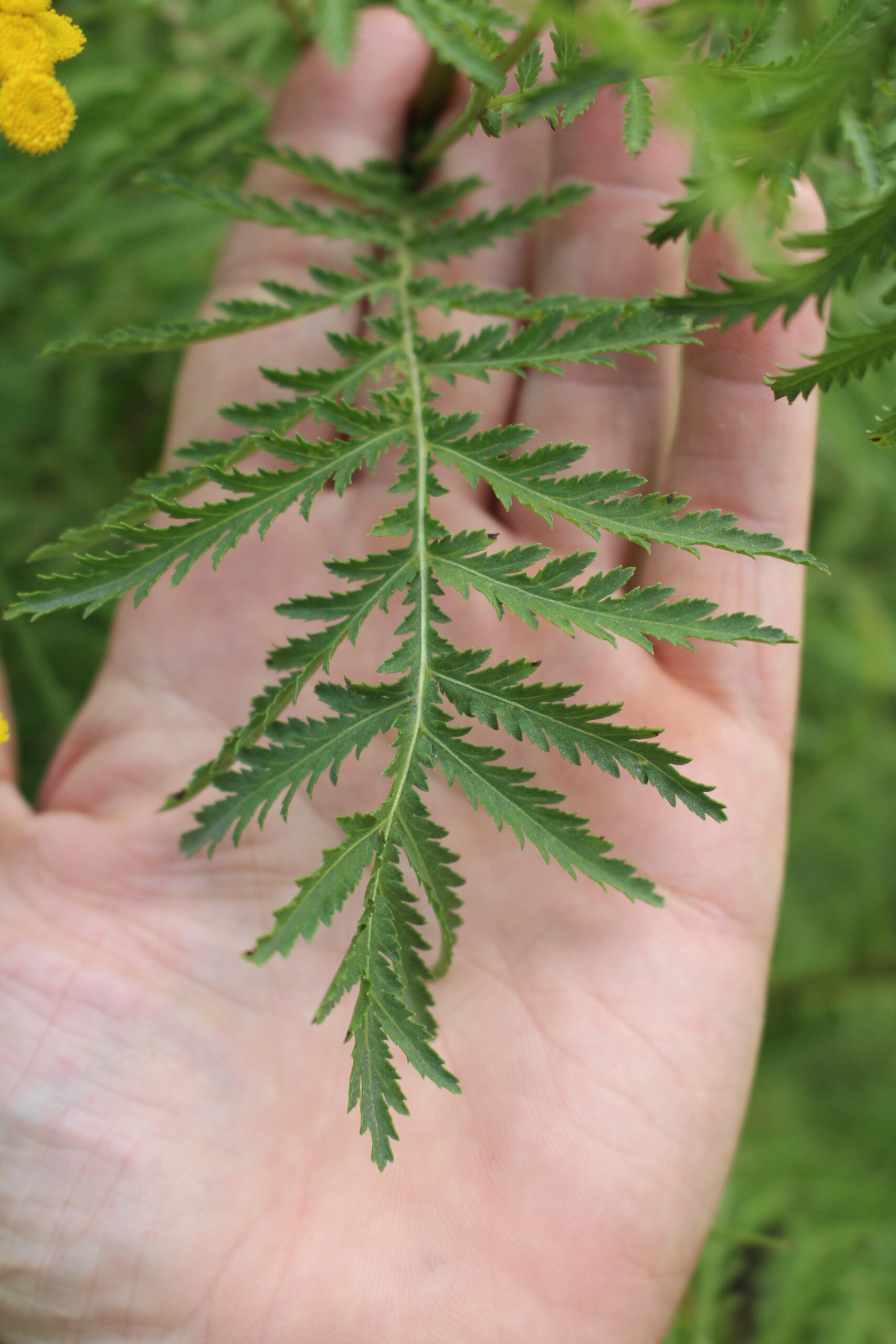 Tansy Leaf