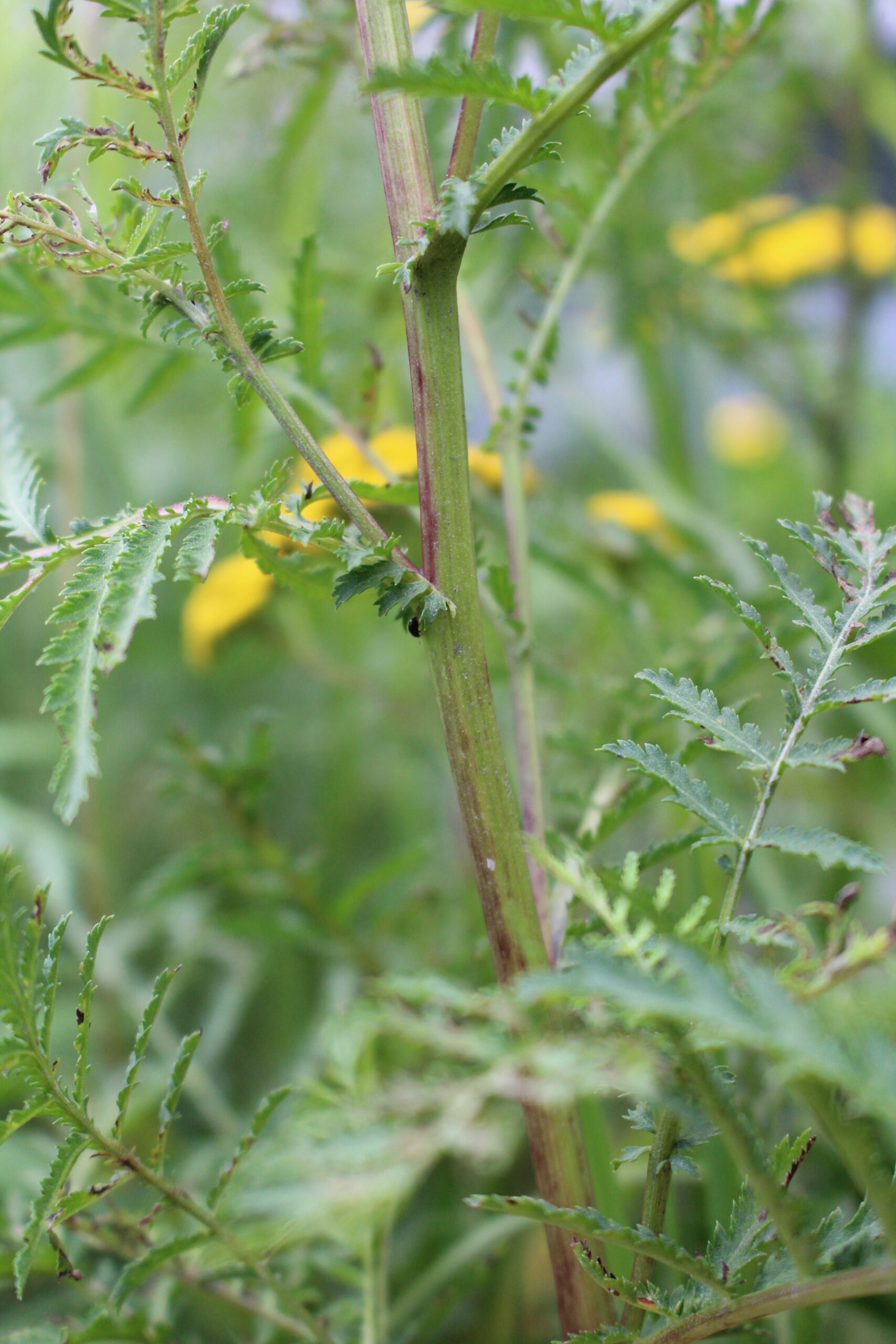 Tansy Stem