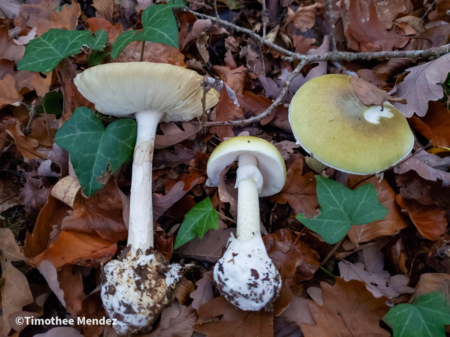 The Death Cap (Amanita Phalloides)