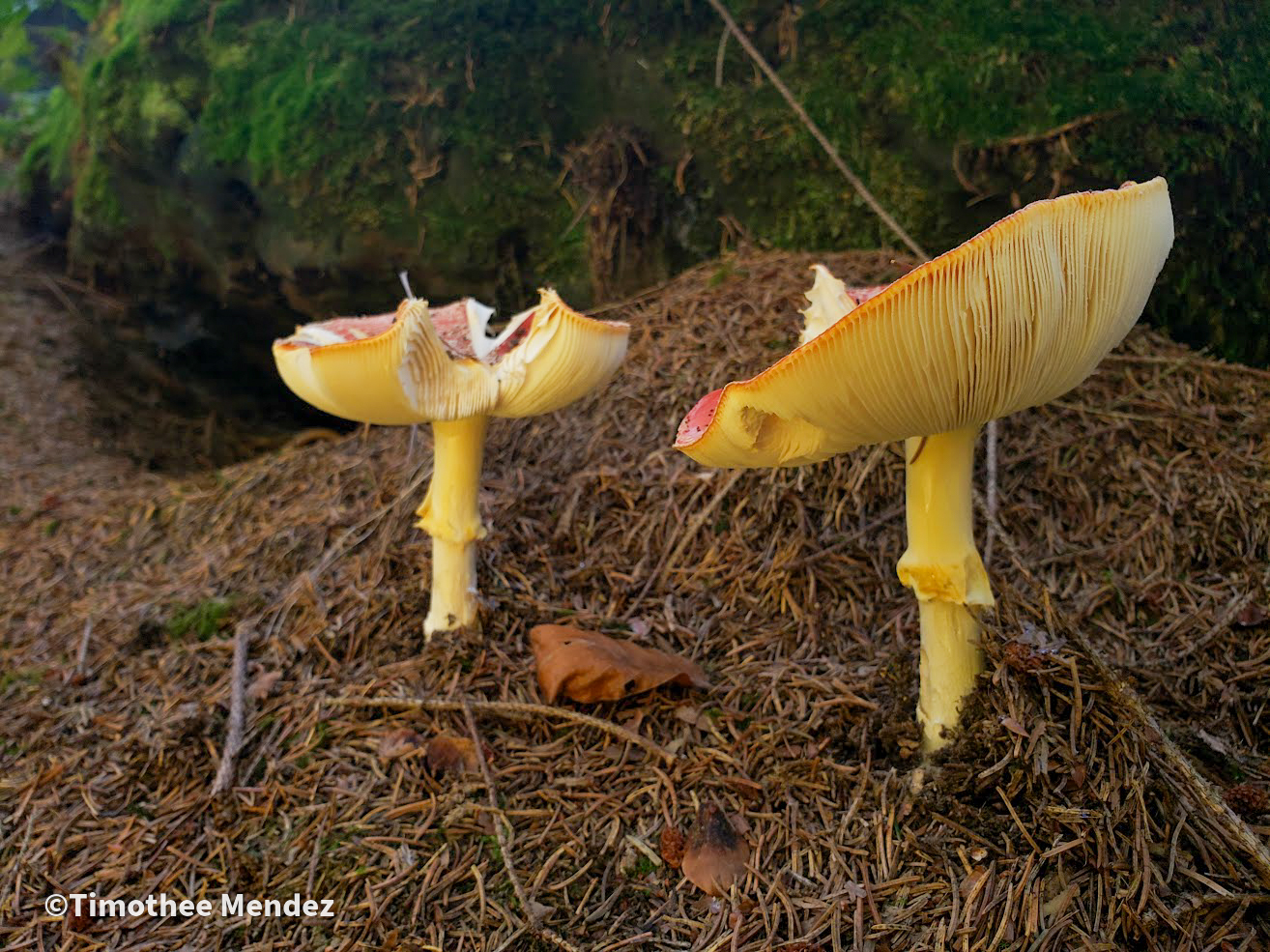 The Fly Agaric (Amanita muscaria)