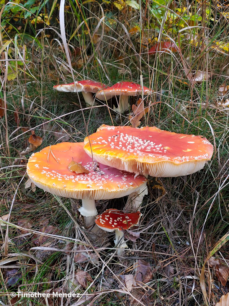 The Fly Agaric (Amanita muscaria)