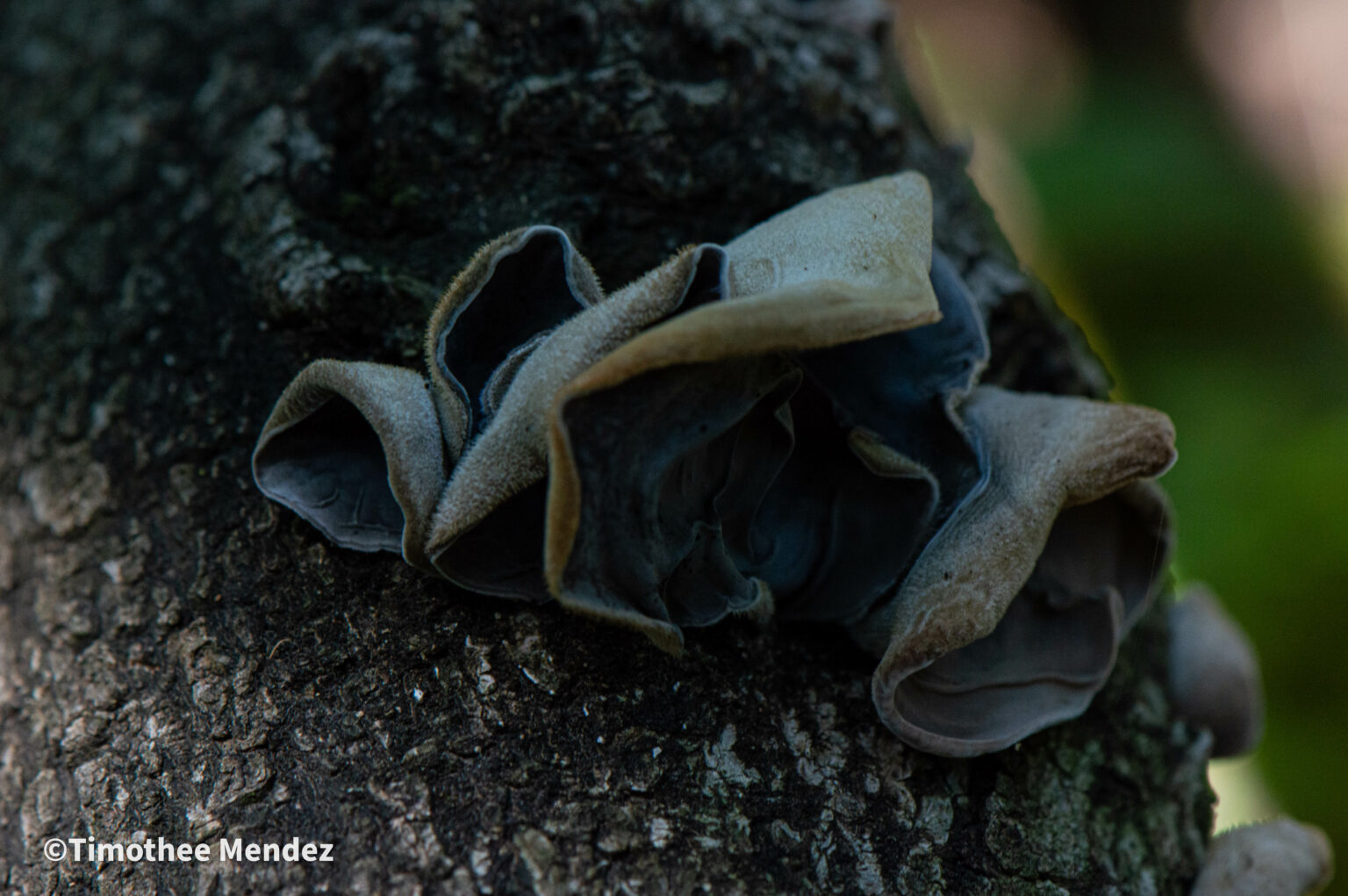 Auricularia polytricha with its velvety gray uppersurface and dark undersurface. 