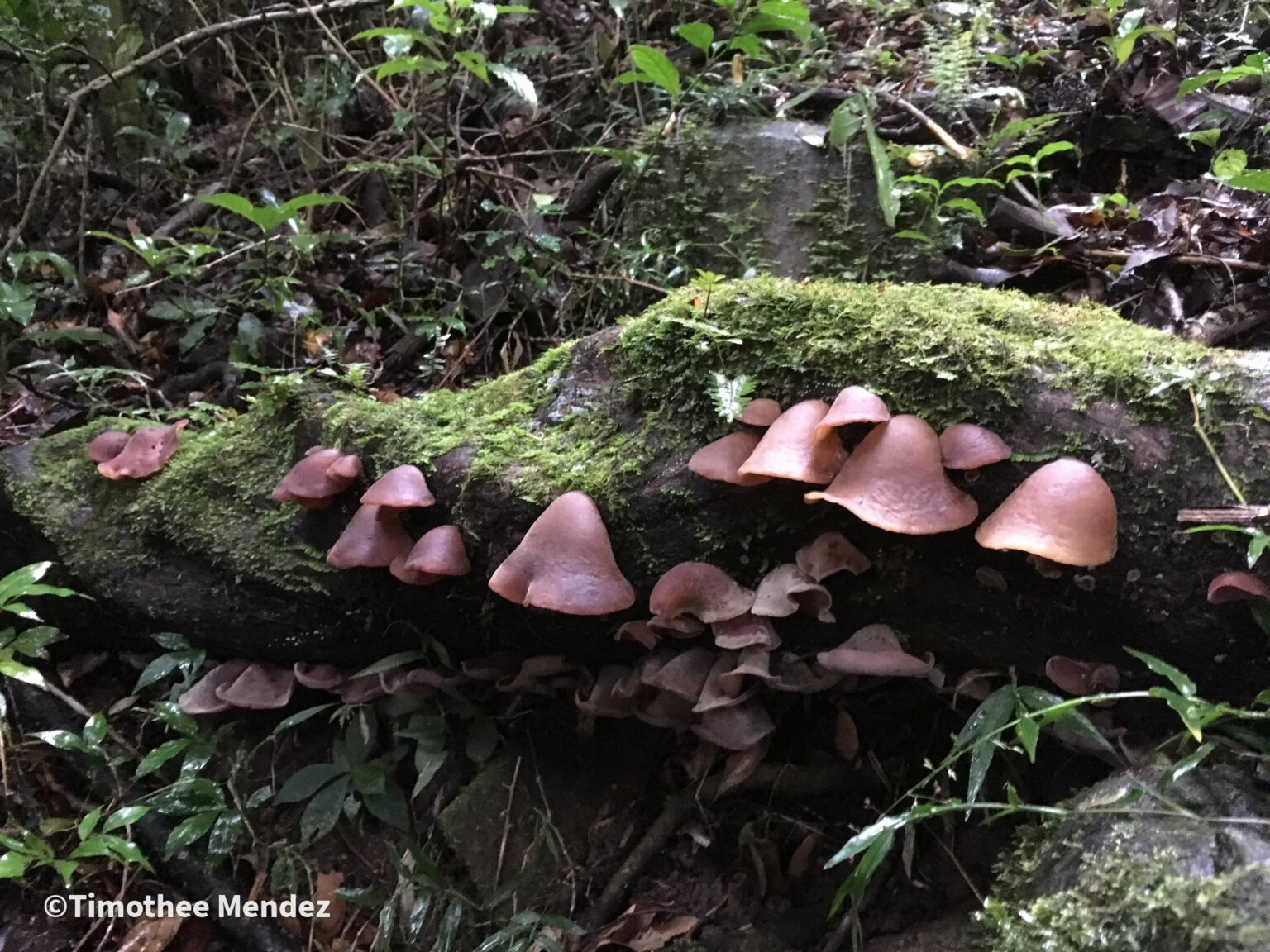 Wood Ear Mushrooms