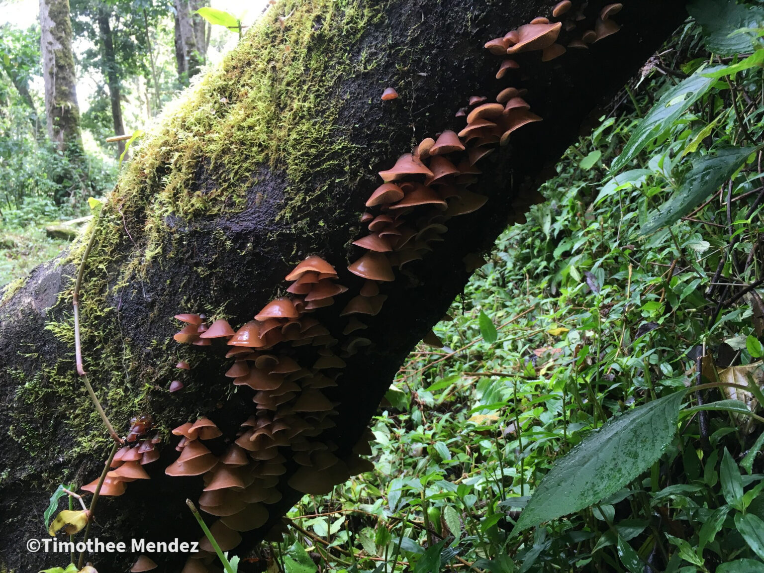Wood Ear Mushrooms