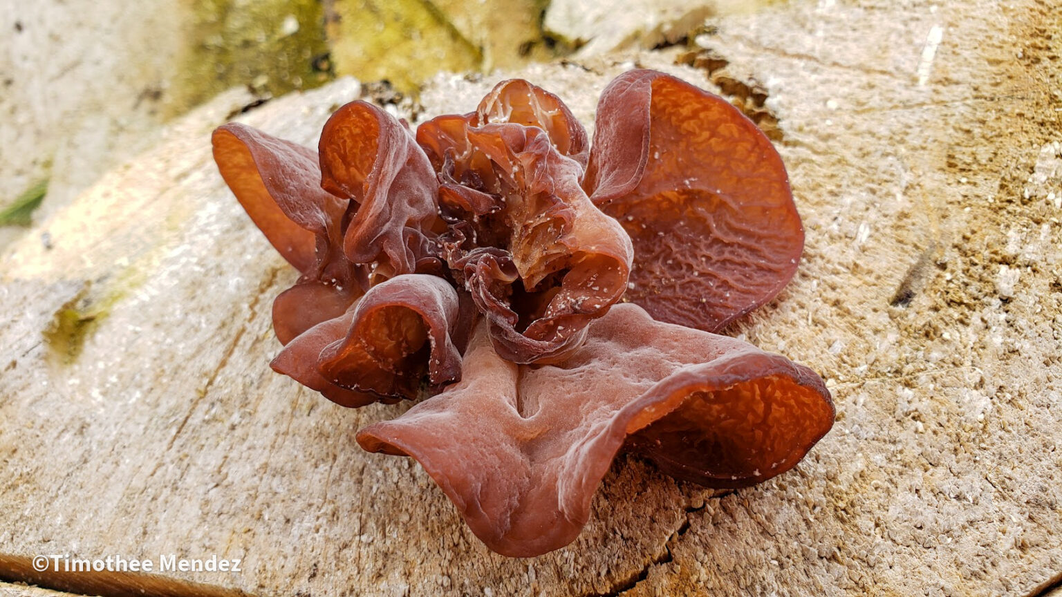 Wood Ear Mushrooms