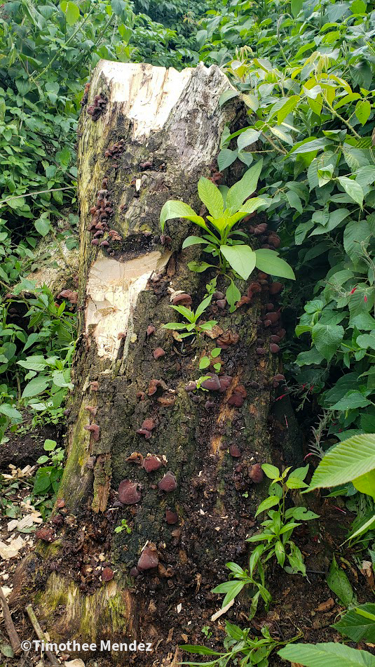 Wood Ear Mushrooms