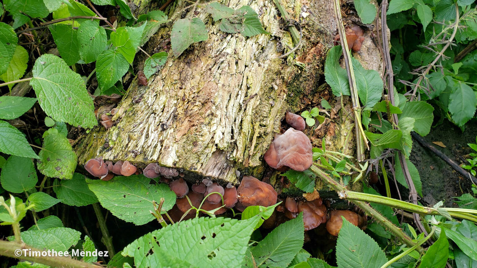 Wood Ear Mushrooms