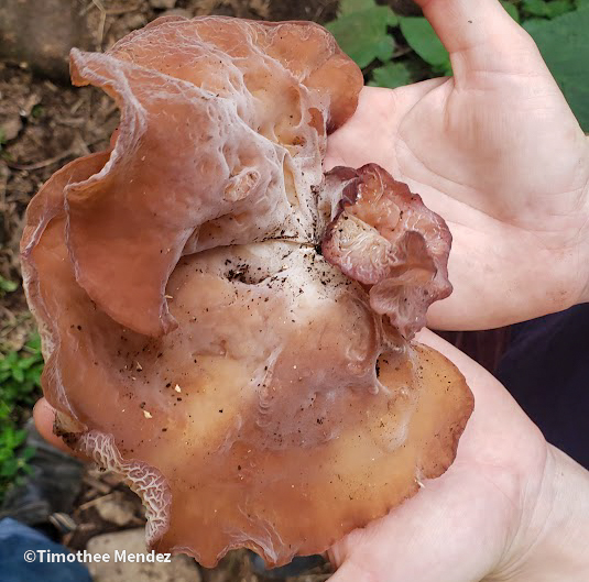 Wood Ear Mushrooms