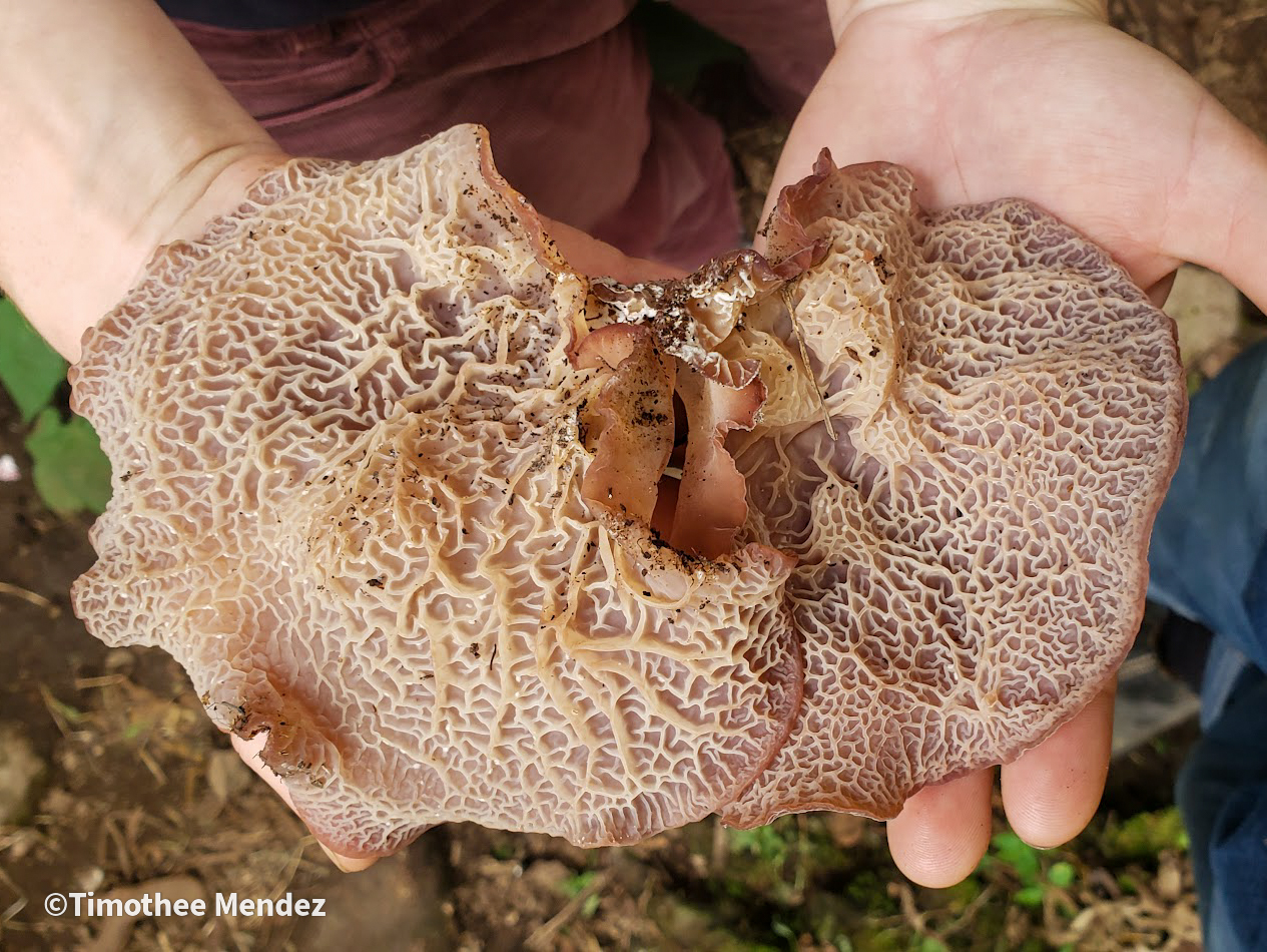 The veinations on wood ears can be beautiful! This is likely Auricularia delicata.