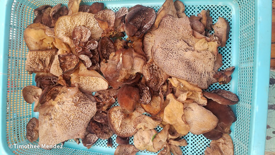 Wood Ear Mushroom Harvest