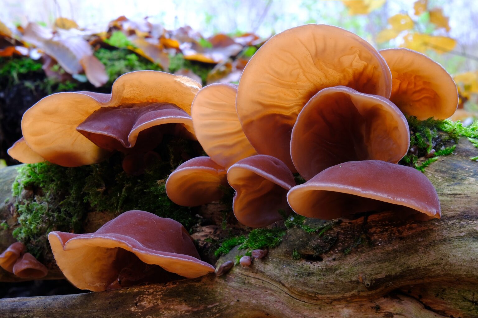 Woods Ear Mushrooms