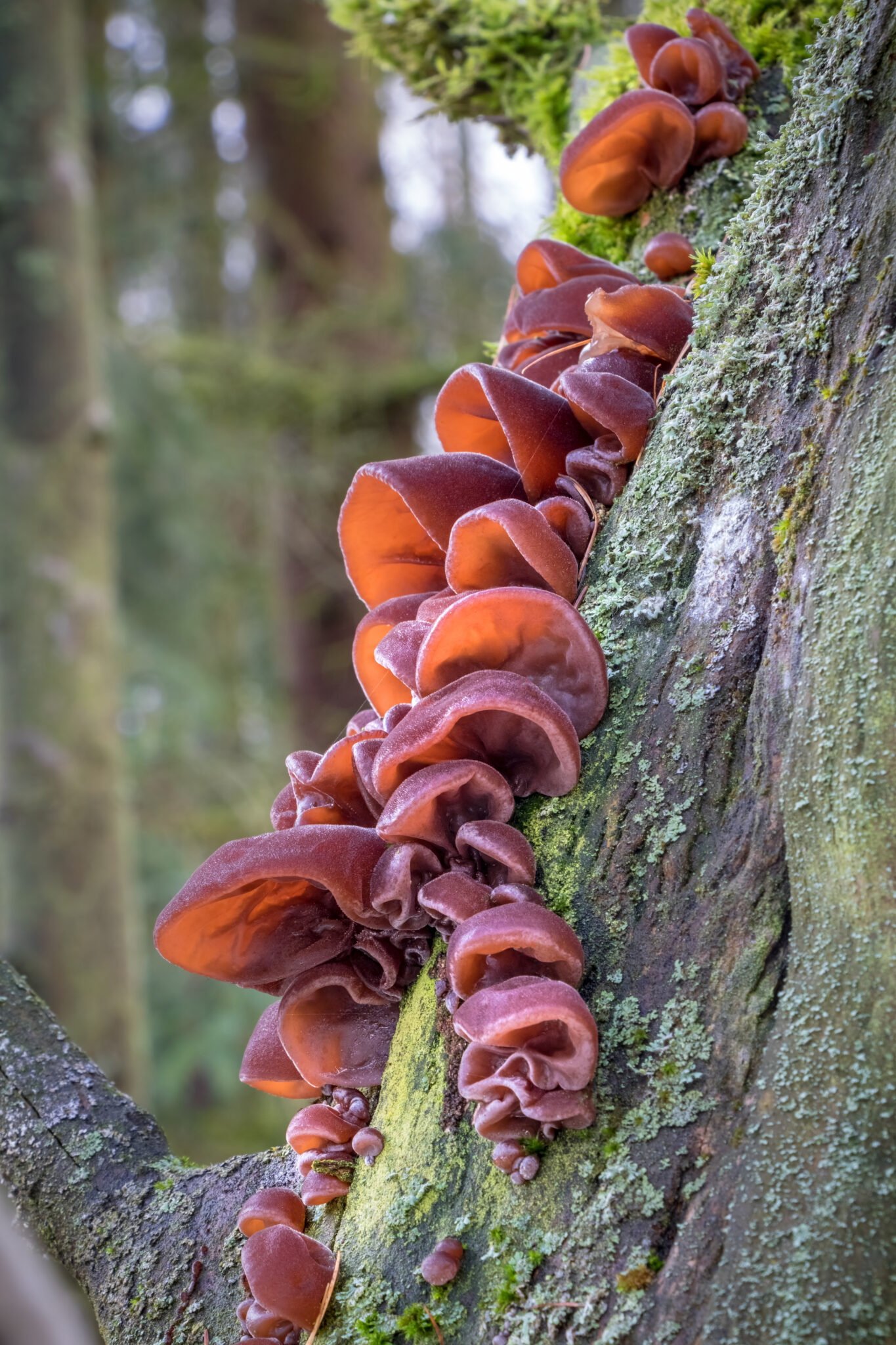 Wood Ear Mushrooms