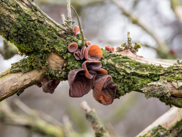 Woods Ear Mushrooms