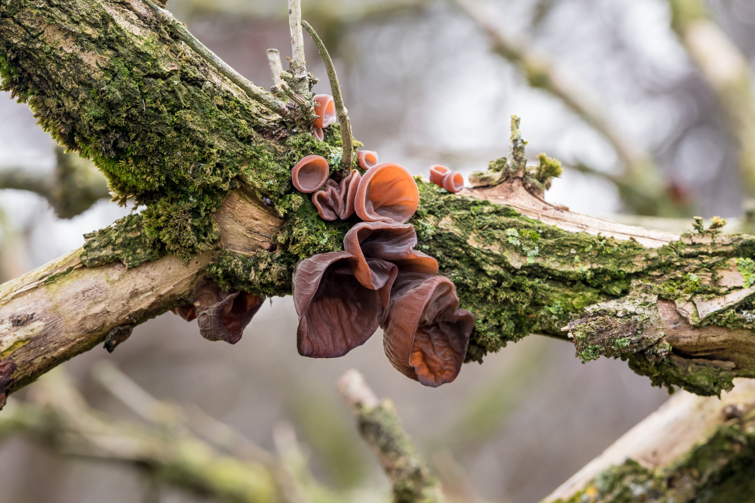 Woods Ear Mushrooms