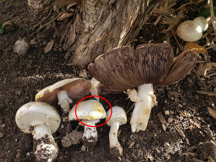 Agaricus Yellow Staining