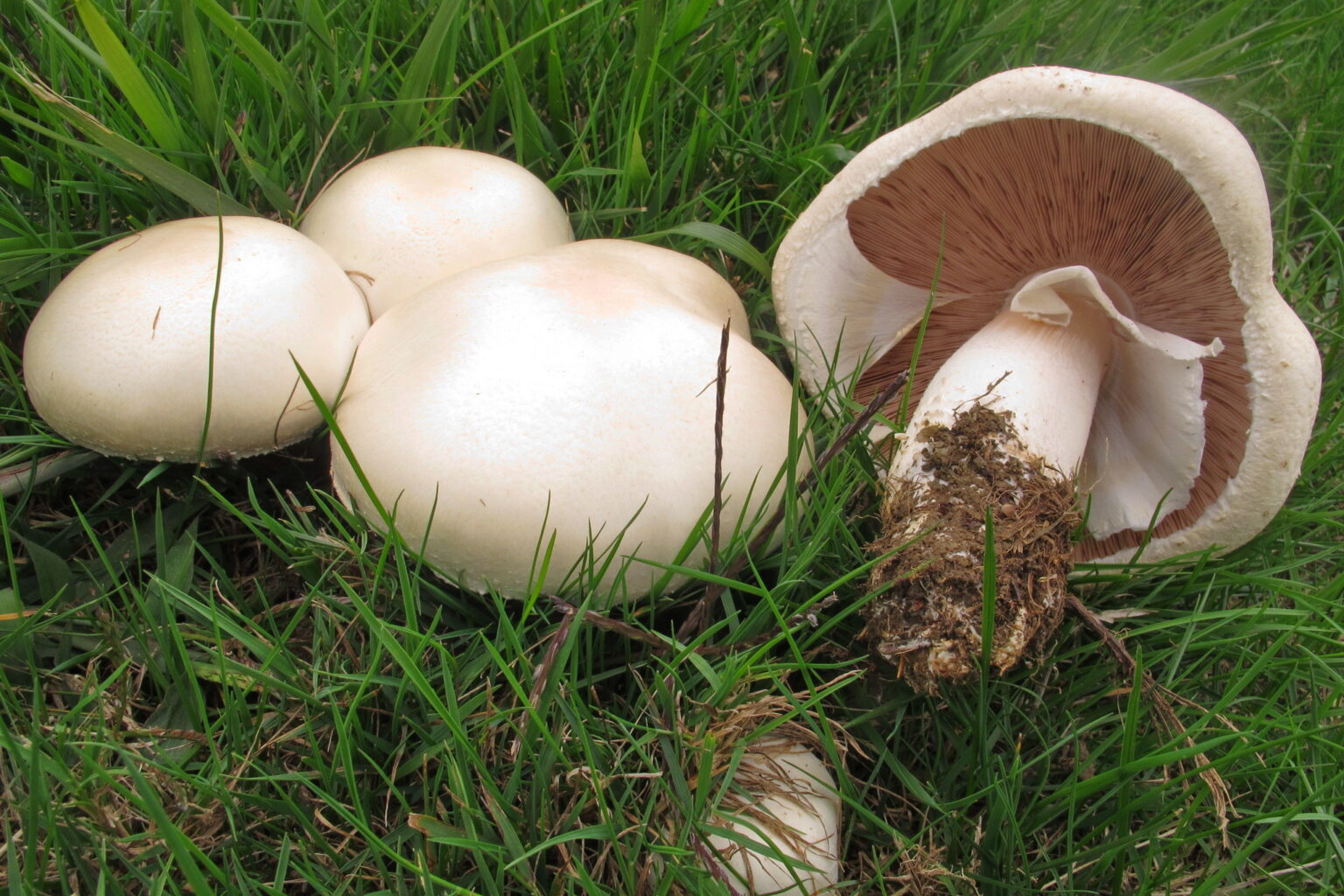 Agaricus arvensis
