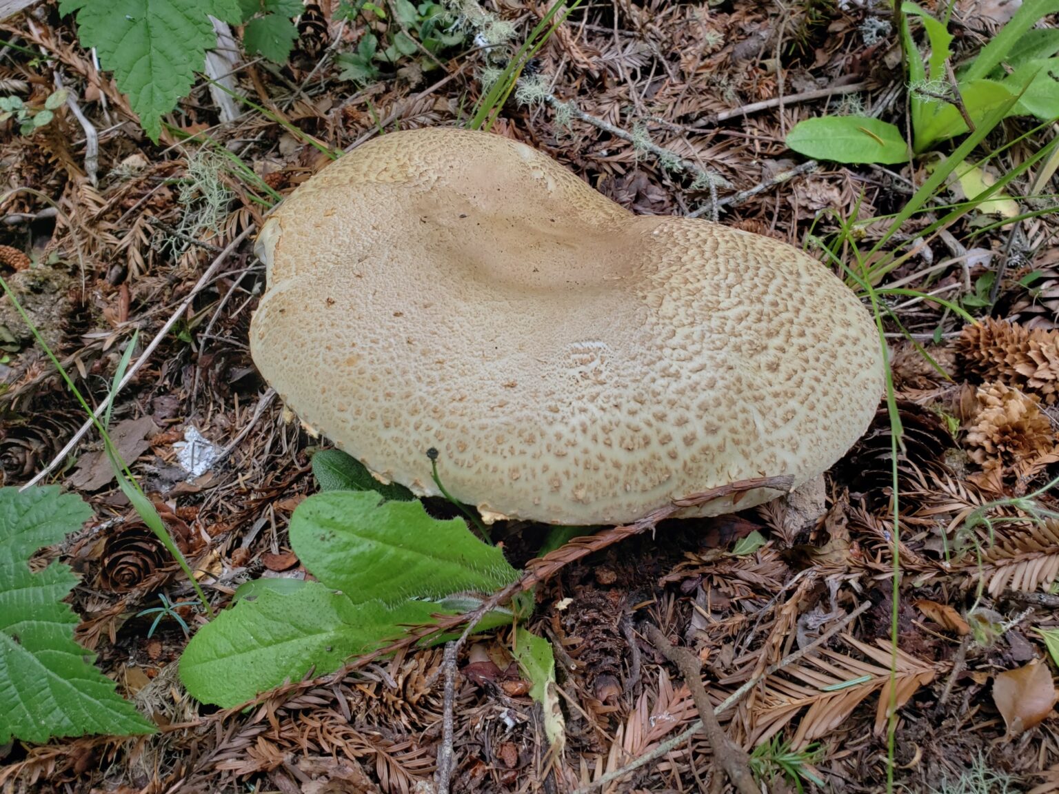 Agaricus augustus