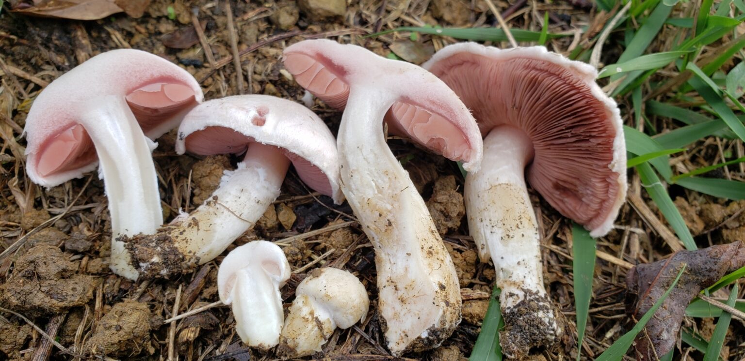 Agaricus campestris
