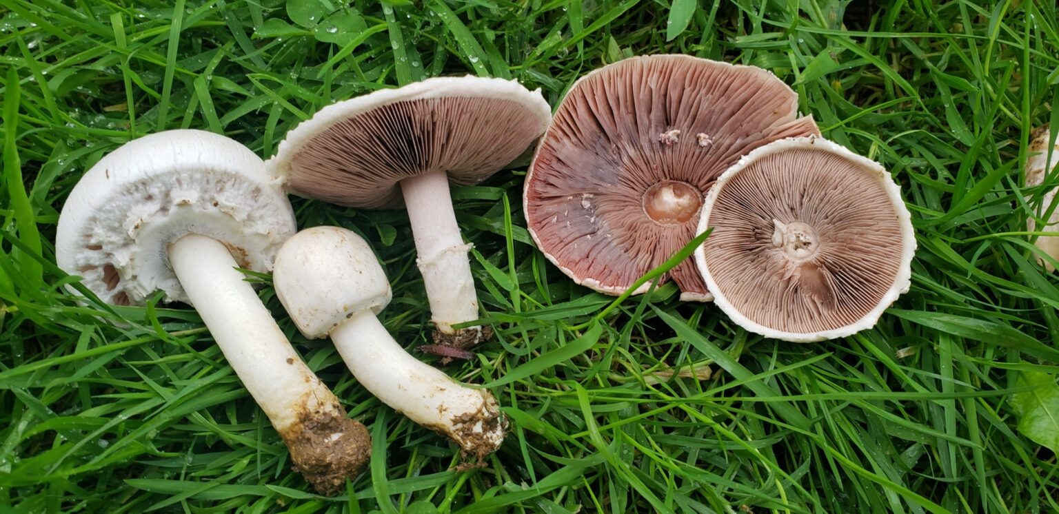 Field Mushroom (Agaricus clampestris)