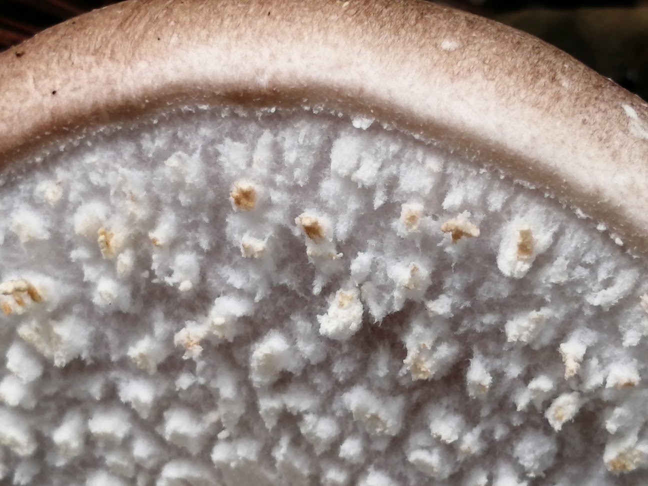 The sheath which covers the gills of young Agaricus mushrooms.