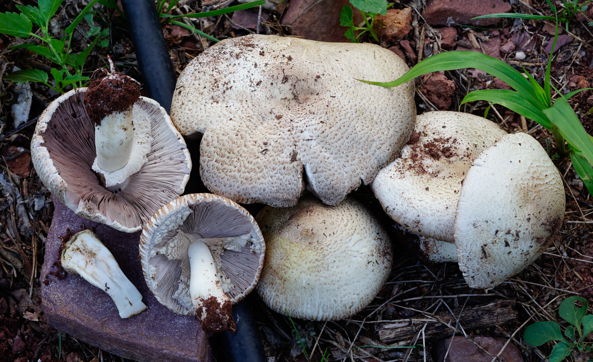 Agaricus subrufescens