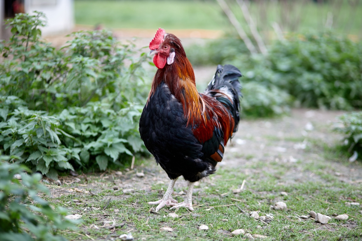 Altsteirer Chicken