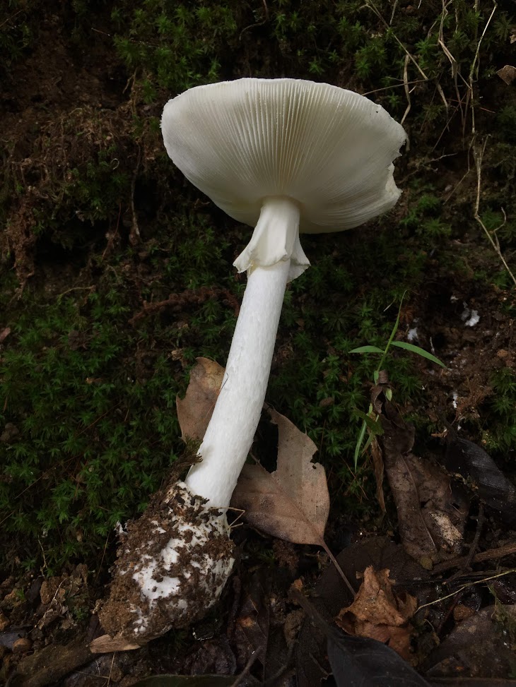 Amanita