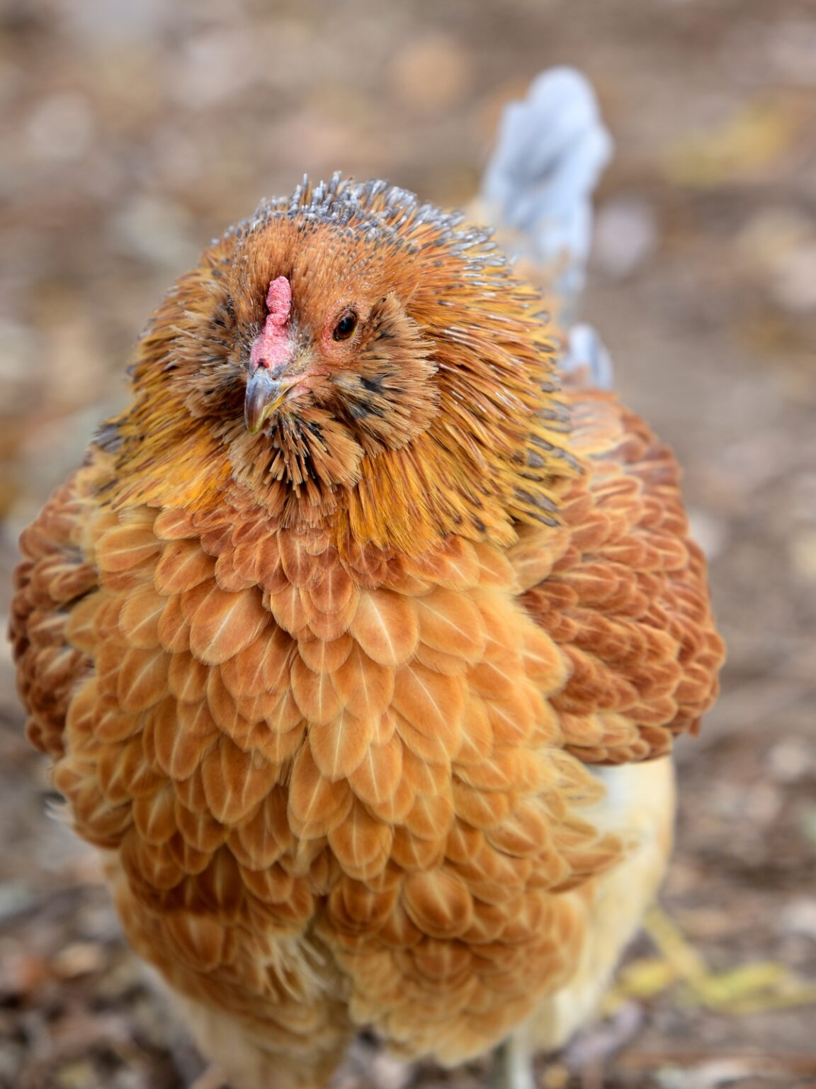 Photo inspiration: Visual Reference: 18 Bantam Chicken Breeds For Small Spaces
