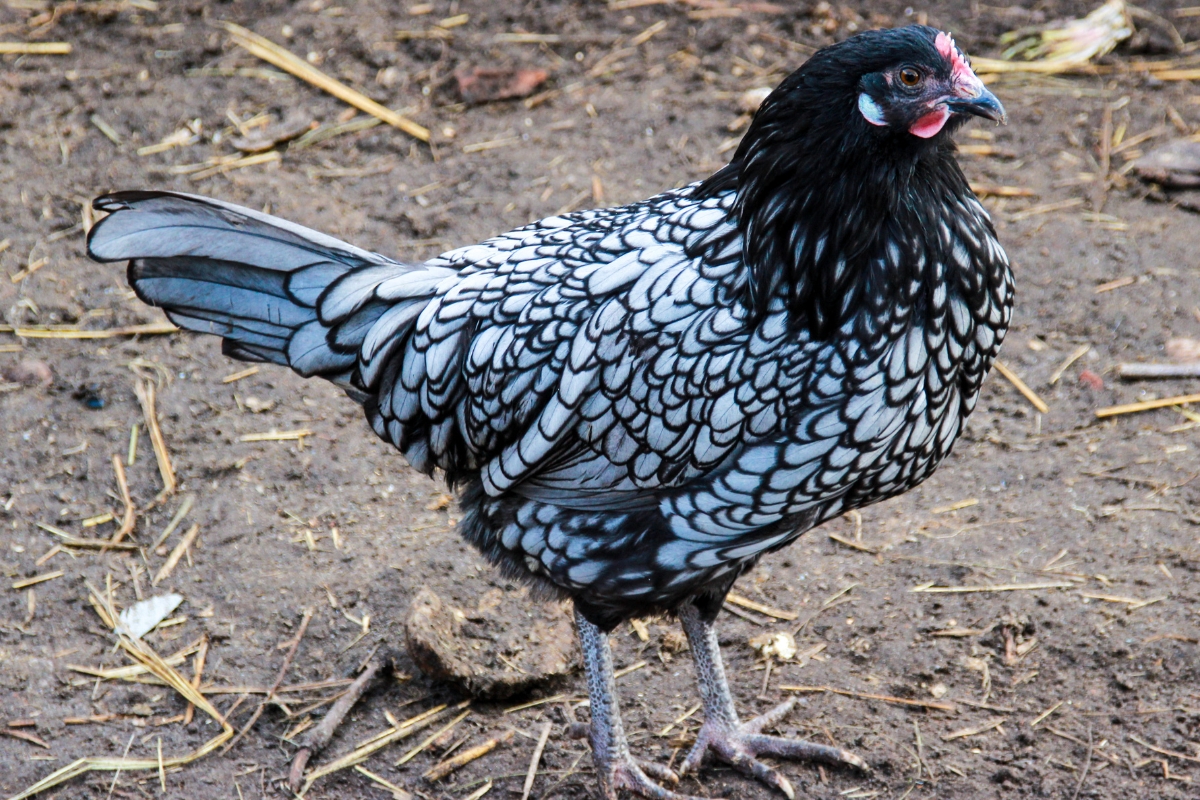 Ancona chicken
