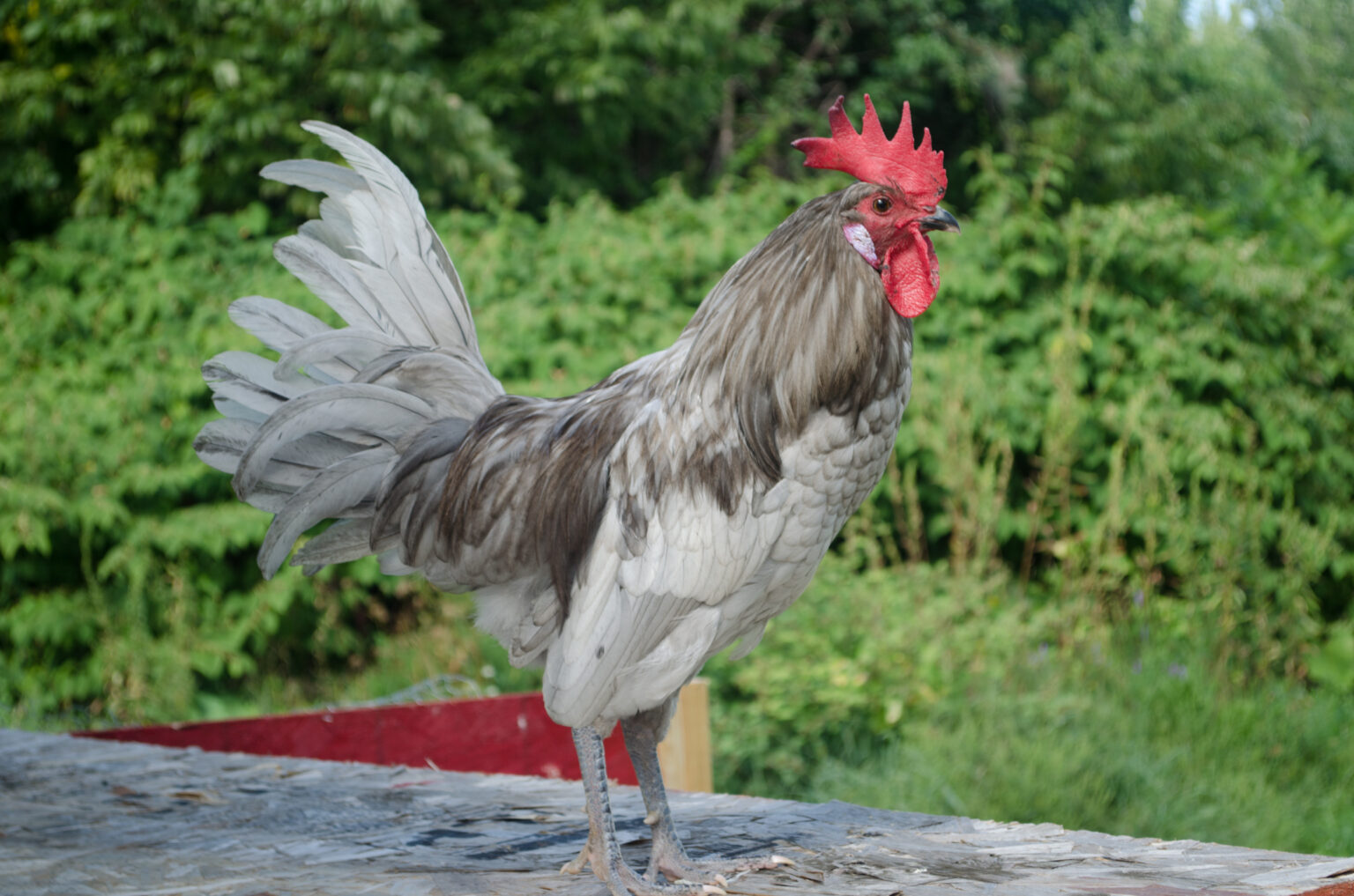 Andalusian Rooster