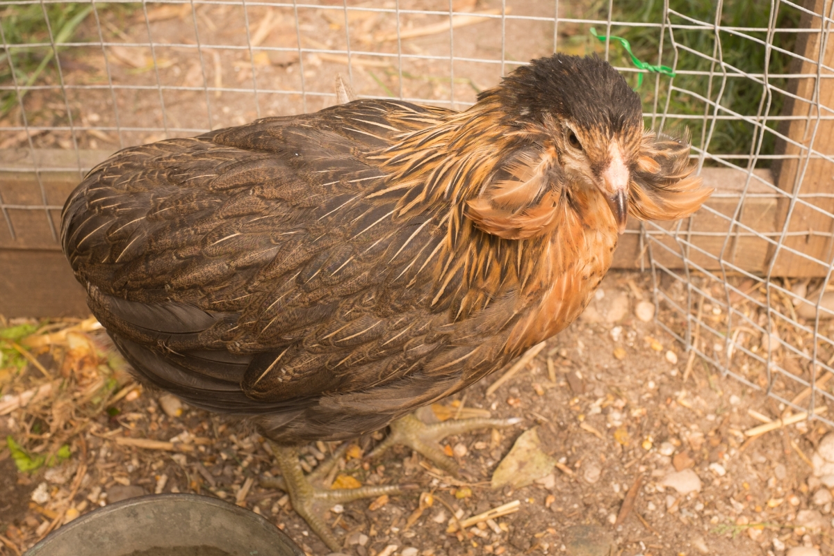 Araucana Chicken