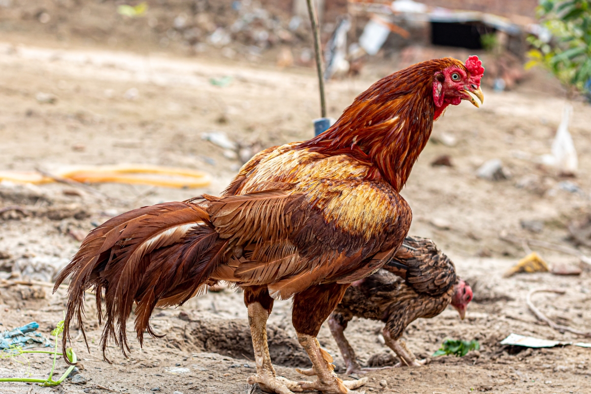 Aseel Chicken