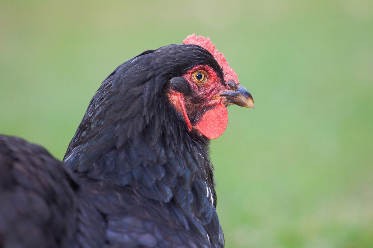 Australorp