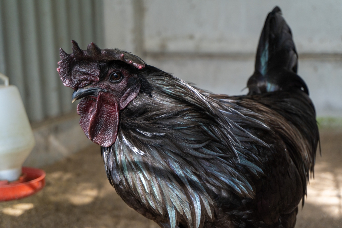 Ayam Cemani Chicken