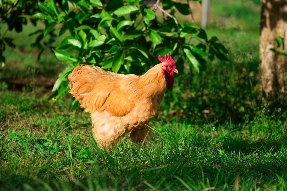Bantam Cochin Rooster
