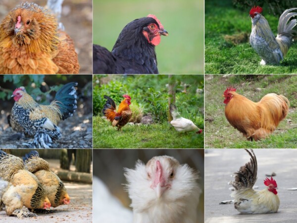 Bantam chicken breeds