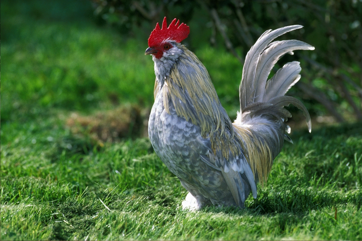 Barbu d'Uccle Chicken