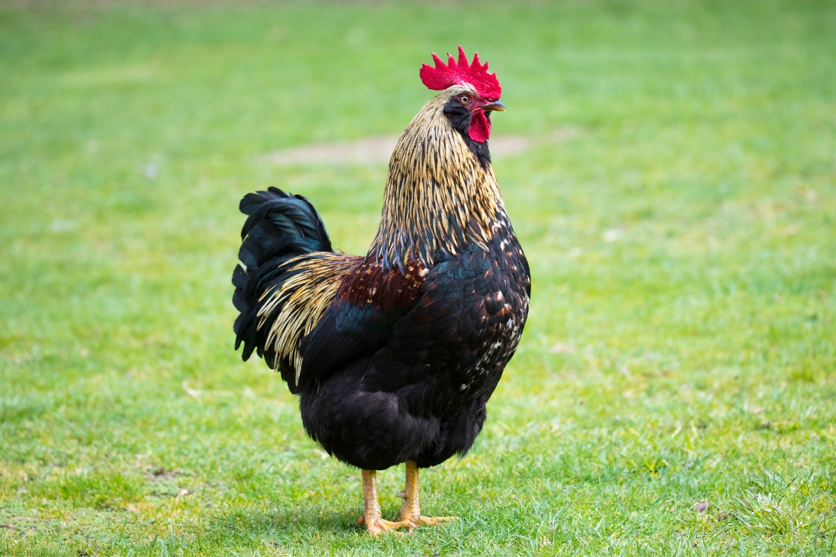 Barnevelder chicken