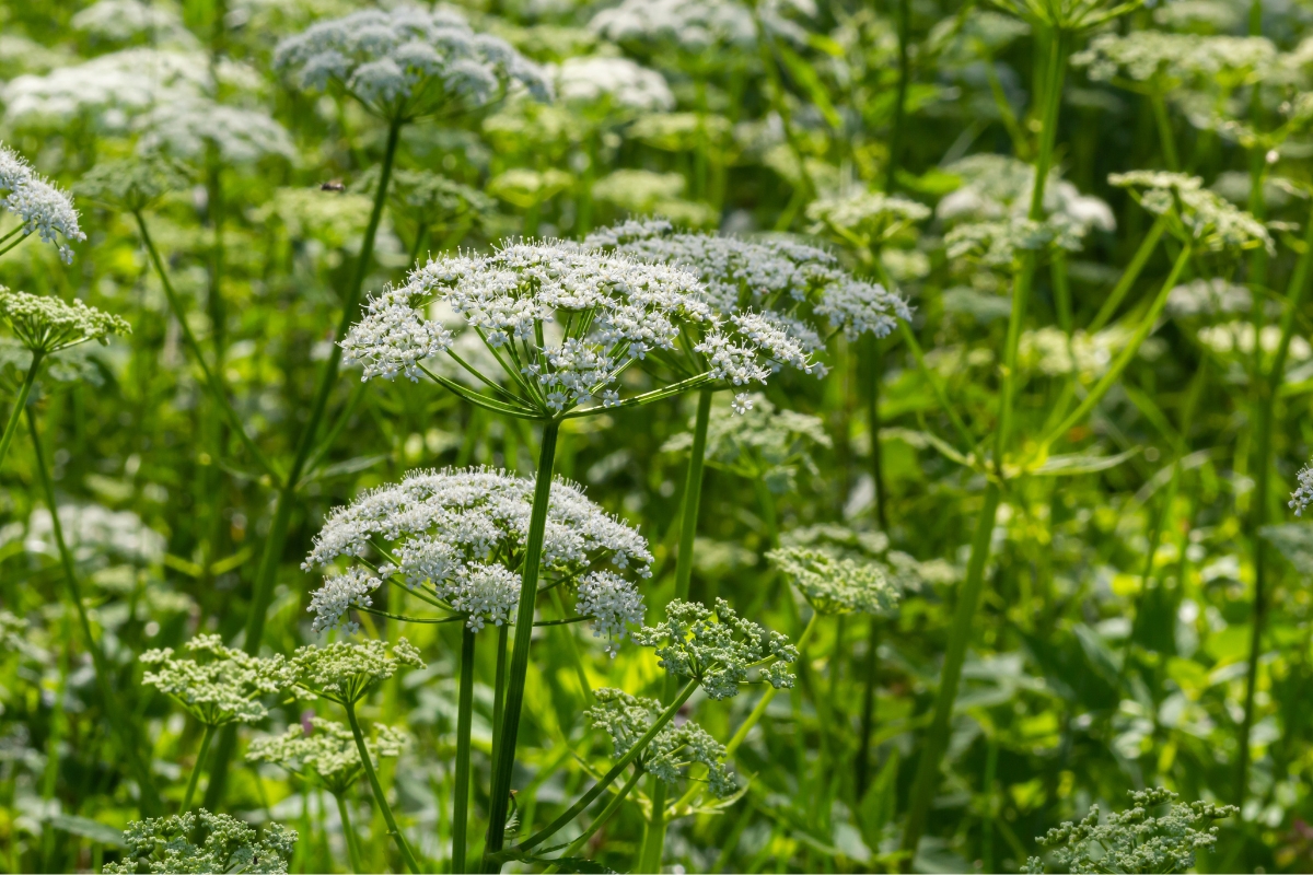 Bishop's Weed (Aegopodium podagraria)