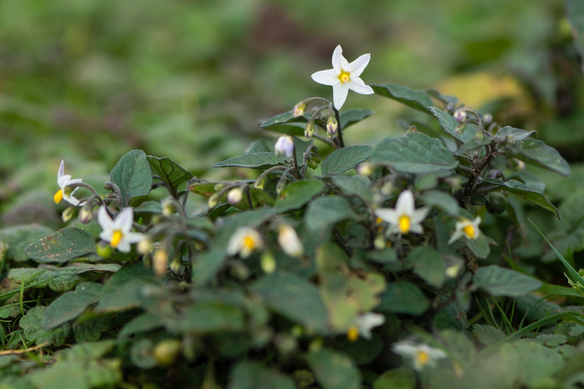 Black Nightshade (Solanum nigrum)