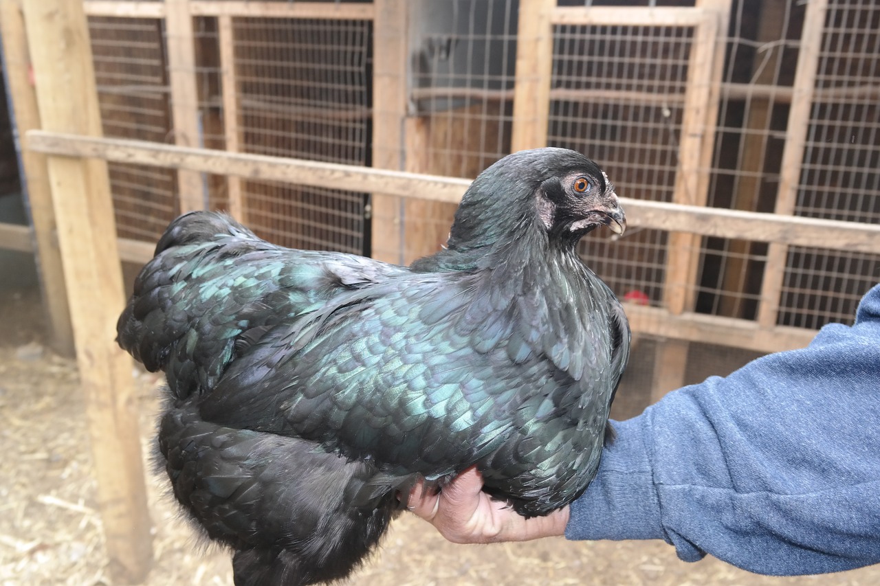 Black Sumatra chicken