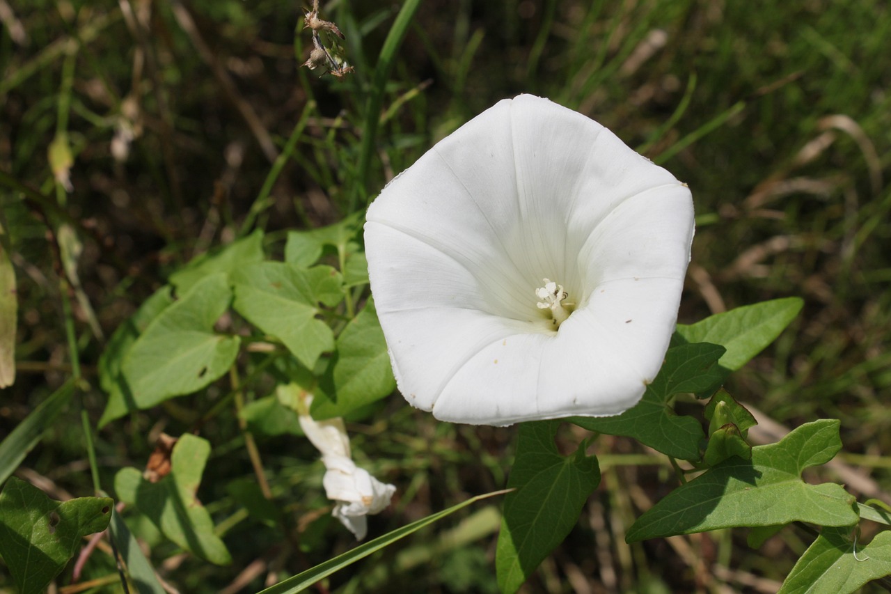 Blindweed (Convolvulus arvensis)