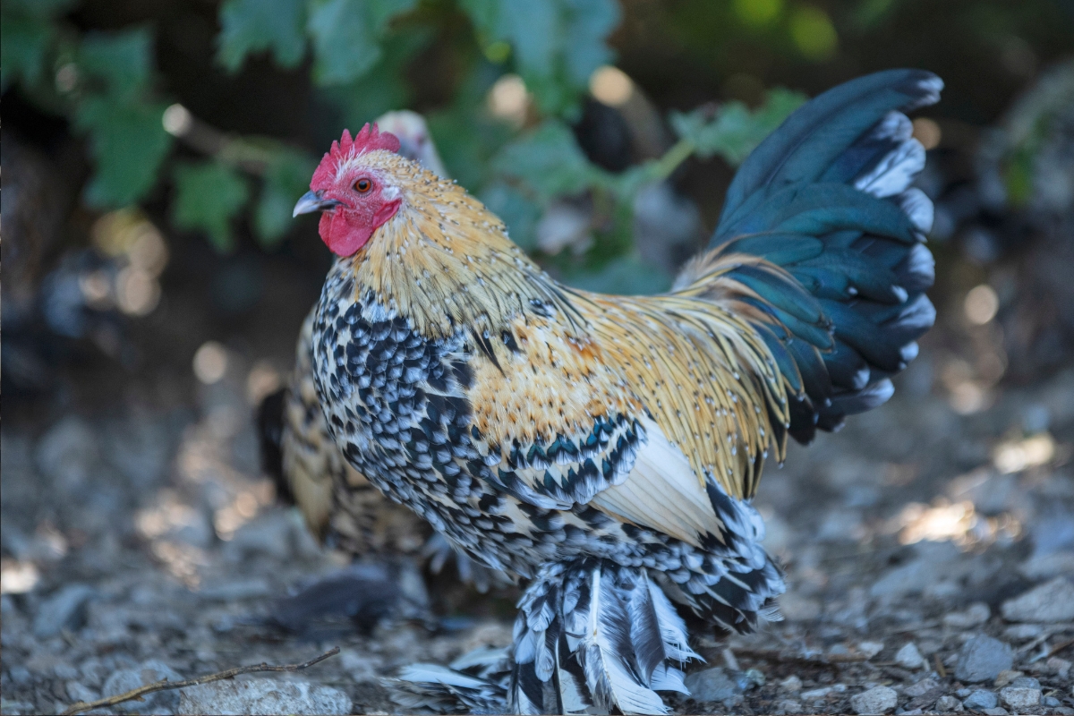 Booted Bantam