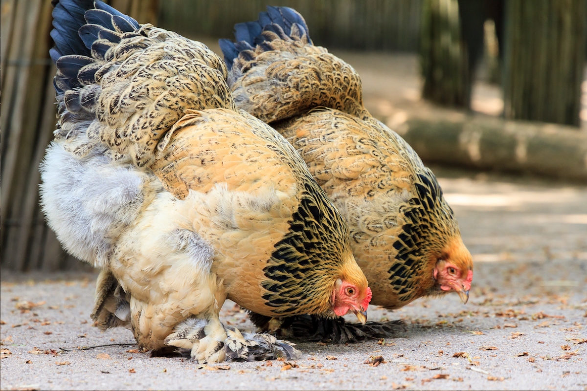 Brahma Bantam