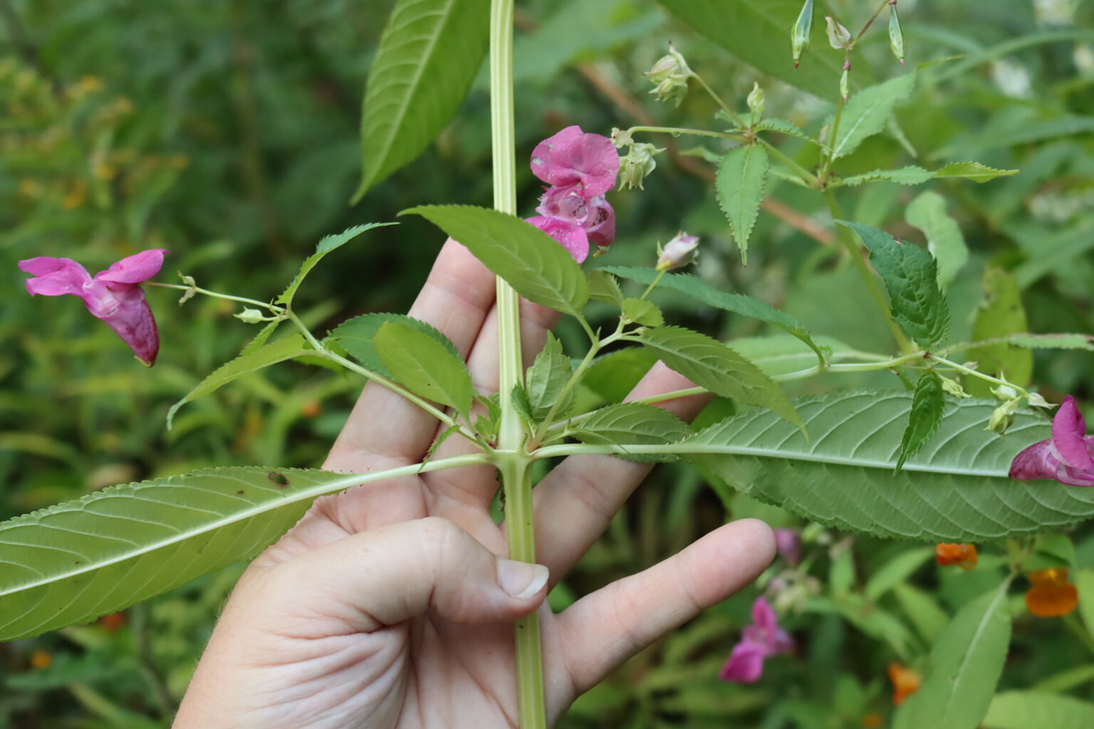 Himalayan Balsam Branching Pattern
