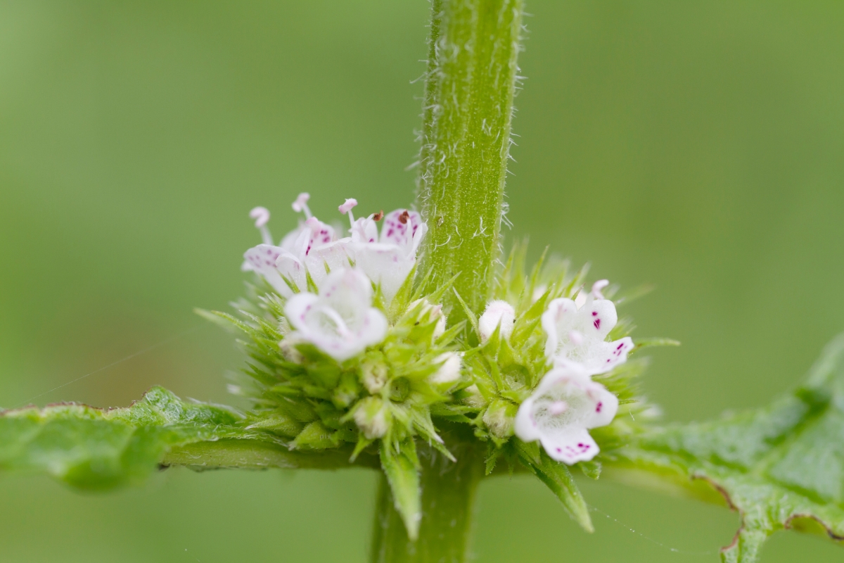 Bugleweeds (Lycopus spp.)