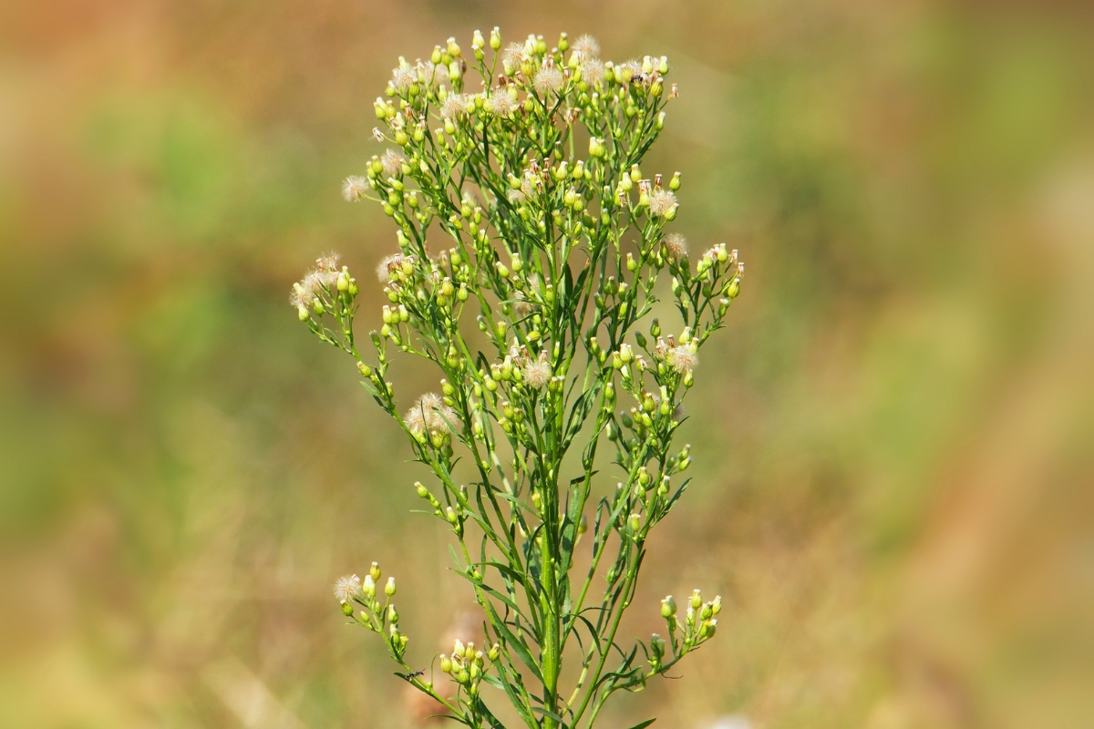 Canadian Horseweed (Conyza canadensis)