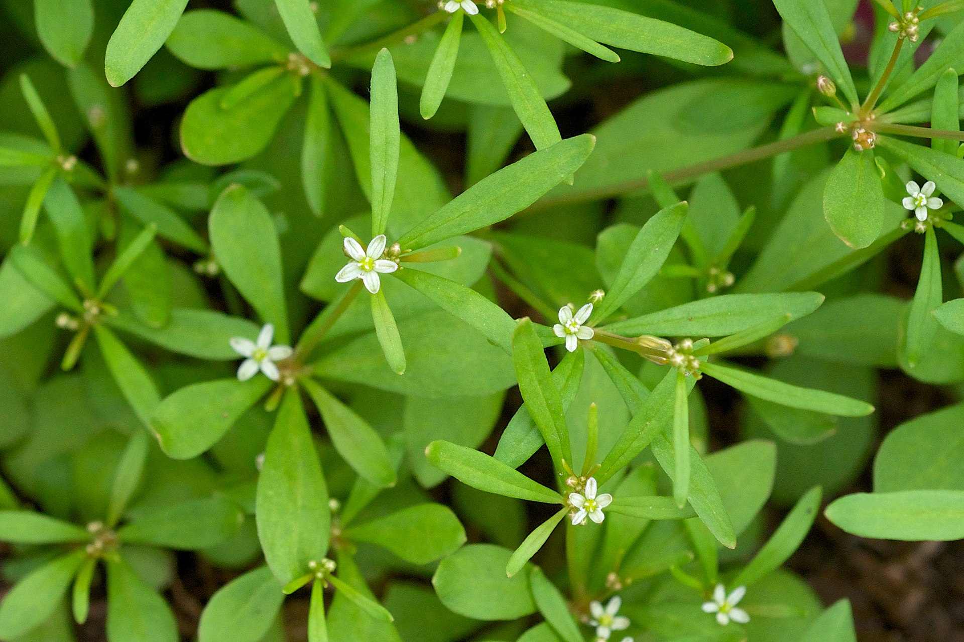 Carpetweed (Mollugo verticillate)
