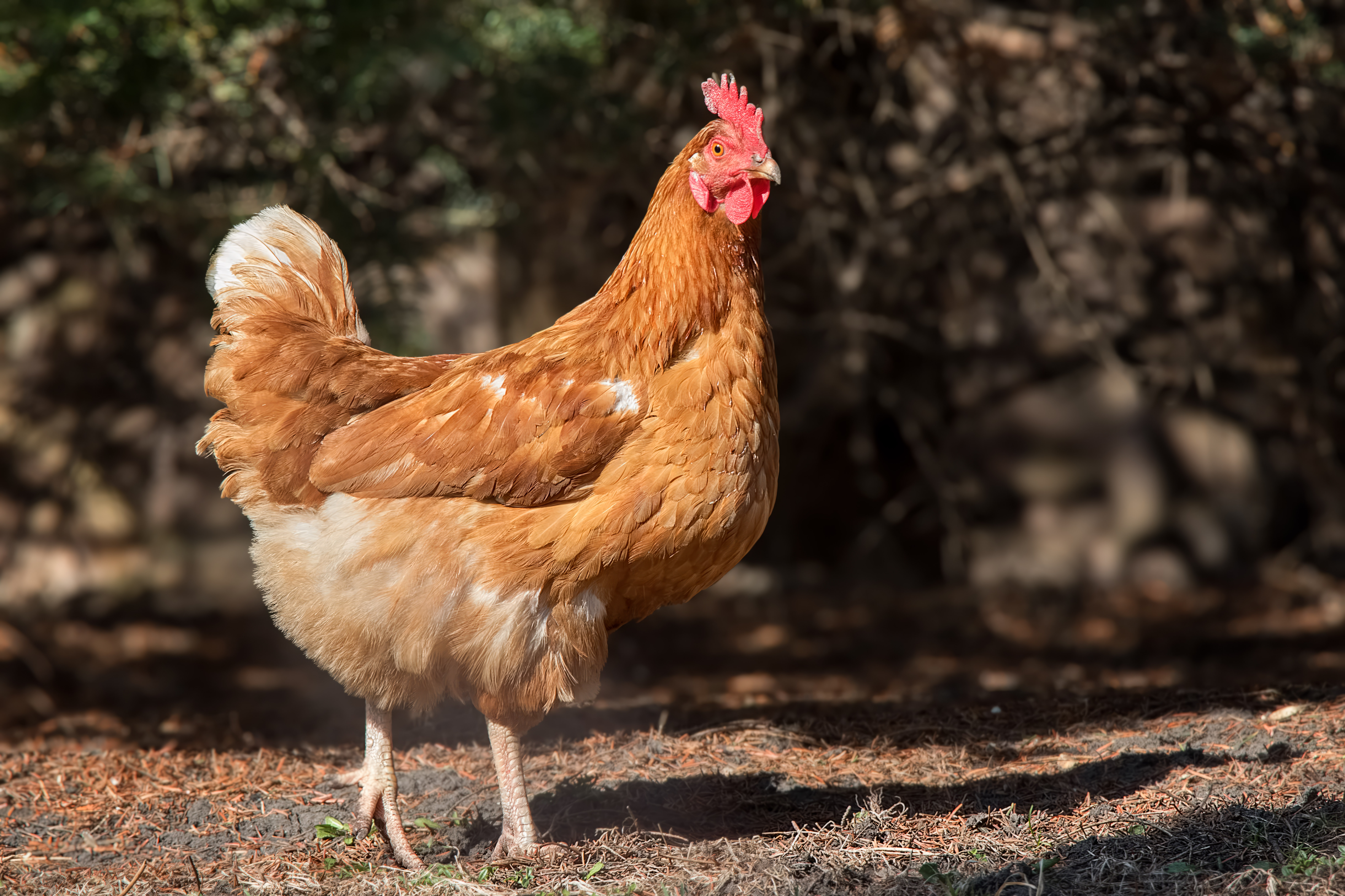 Catalana Chicken