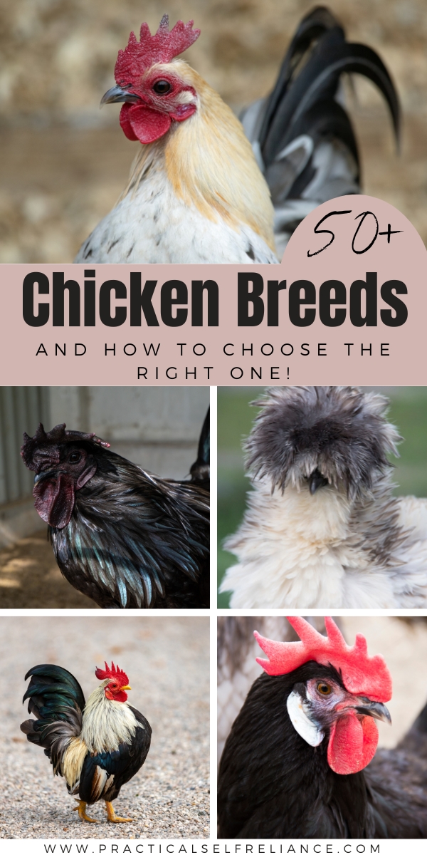 Chicken Breed Guide